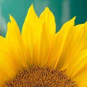 Meet your Posher, M.